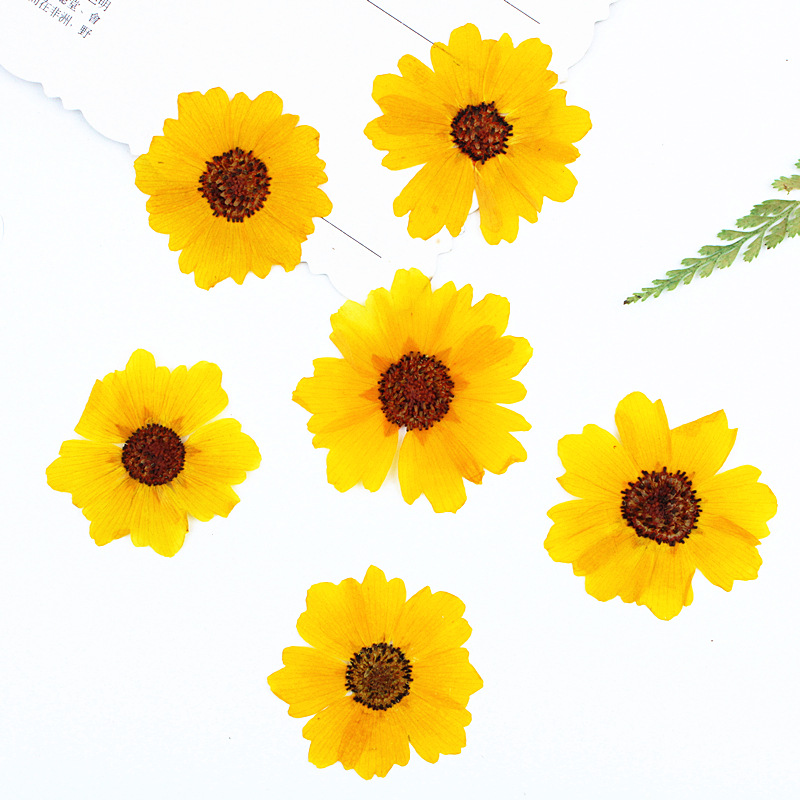 Dried Flower Bookmark - 24 unidades, flores de crisantemo naturales,