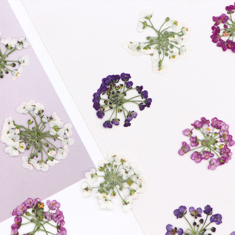 Dried Flower Bookmark - 1.5-2.5cm/12 piezas, Cabeza de flor de