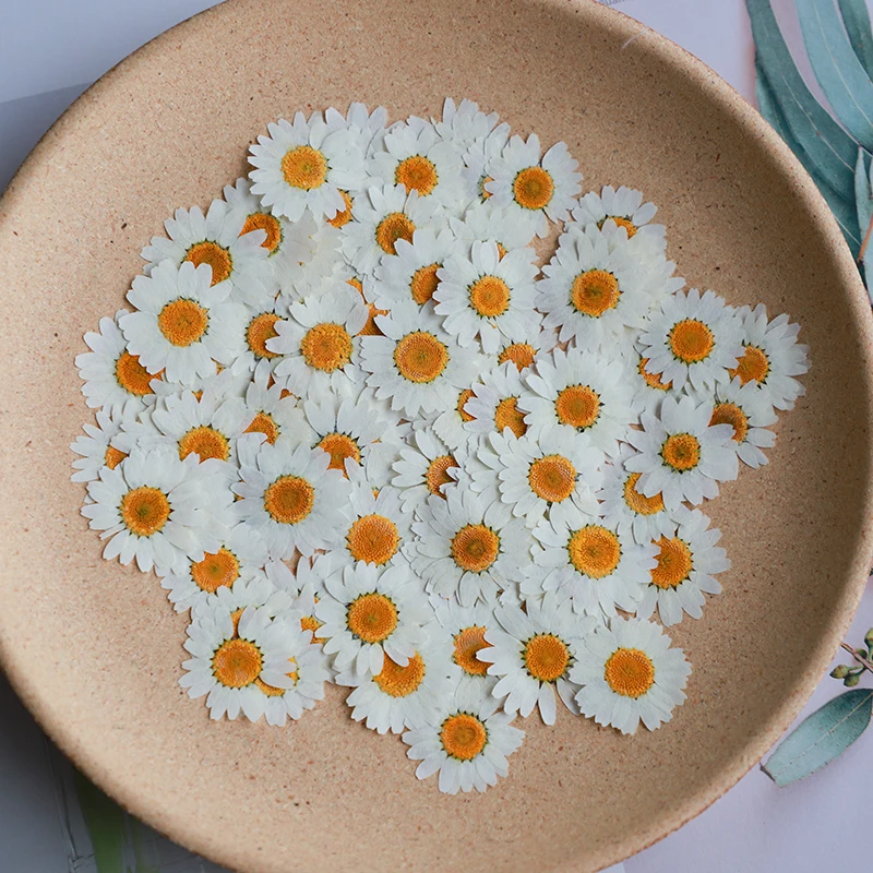 60X Flores de Crisantemo Palud - Dried Flower Bookmark reseña y precio