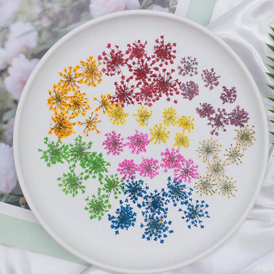 60 piezas de flores de Ammi Ma - Dried Flower Bookmark reseña y precio