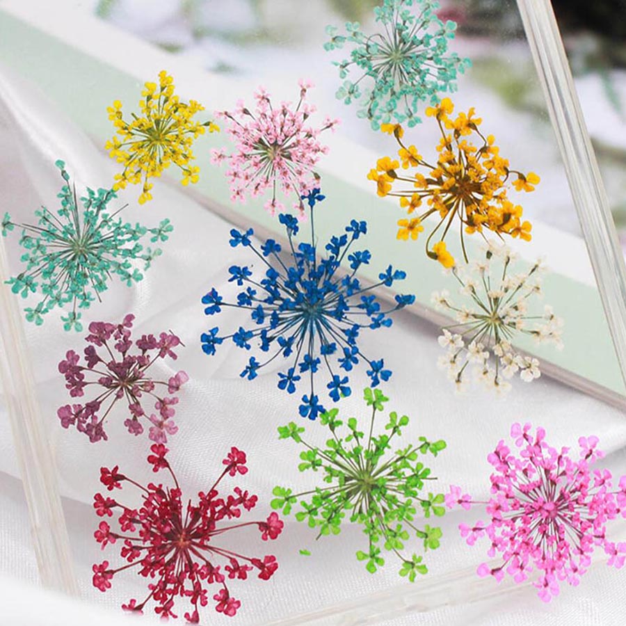 60 piezas de flores de Ammi Ma - Dried Flower Bookmark reseña y precio