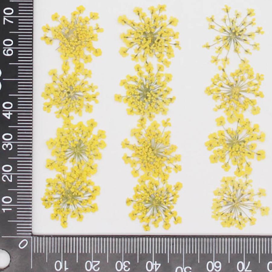60 piezas de flores de Ammi Ma - Dried Flower Bookmark reseña y precio