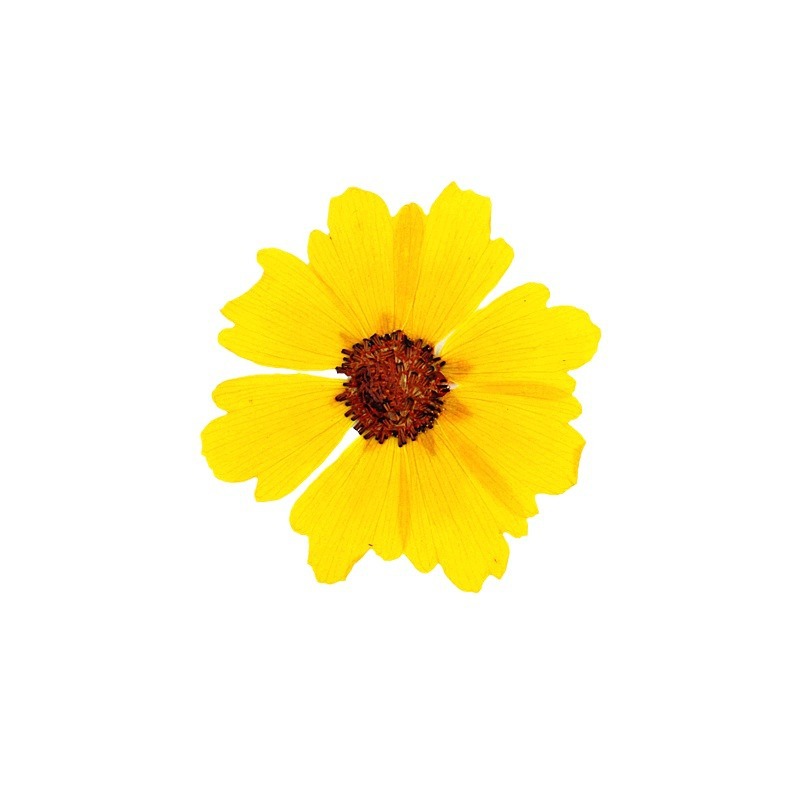 24 unidades, flores de crisant - Dried Flower Bookmark reseña y precio