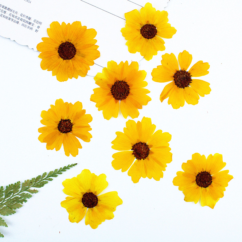 24 unidades, flores de crisant - Dried Flower Bookmark reseña y precio