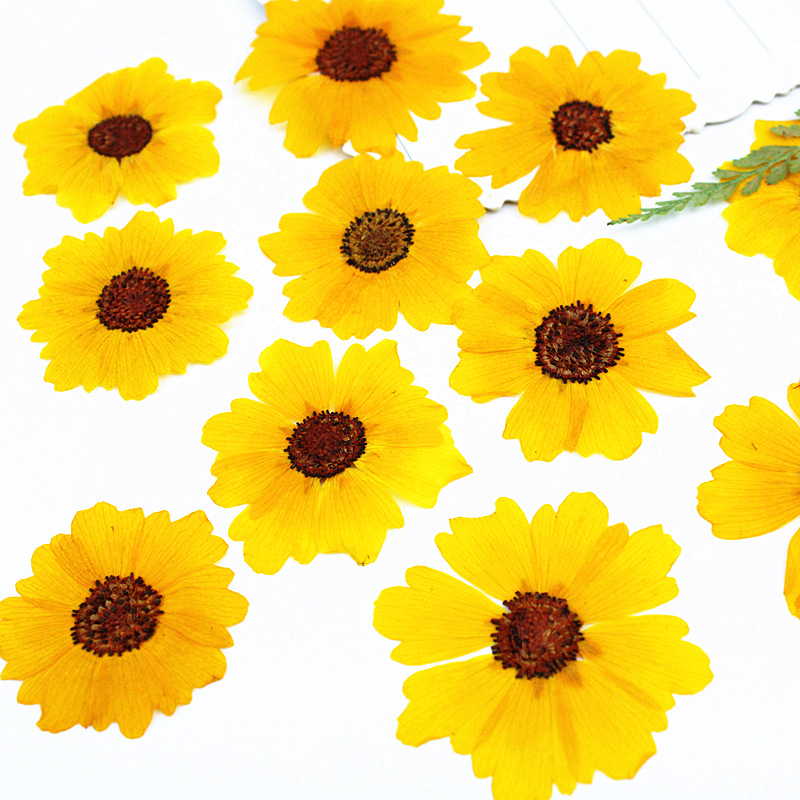 24 unidades, flores de crisant - Dried Flower Bookmark reseña y precio