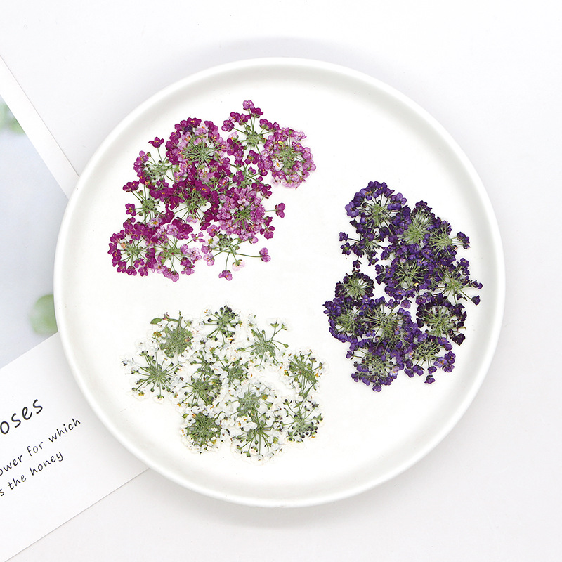 1.5-2.5cm/12 piezas, Cabeza de - Dried Flower Bookmark reseña y precio