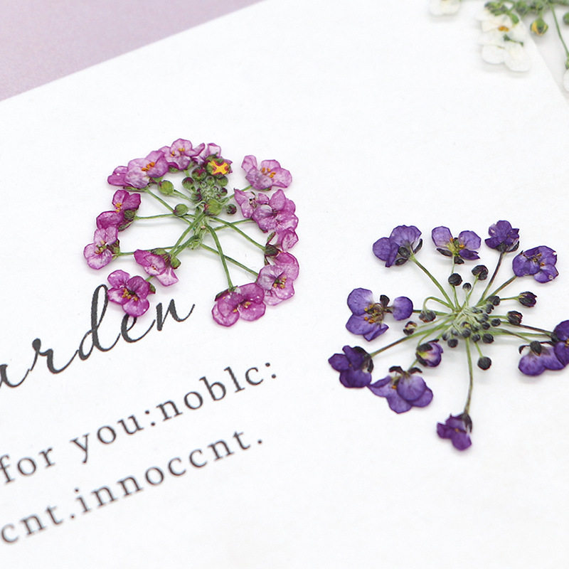 1.5-2.5cm/12 piezas, Cabeza de - Dried Flower Bookmark reseña y precio